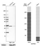 EB1 Antibody