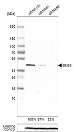 Bub3 Antibody