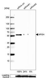 Apolipoprotein H Antibody