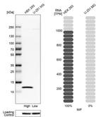 MIF Antibody