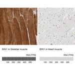 BIN1 Antibody