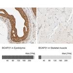 BAP31 Antibody