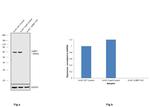 G3BP1 Antibody in Western Blot (WB)