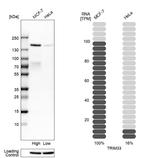 TRIM33 Antibody