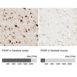 PSAP Antibody