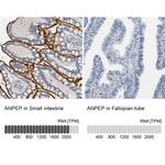 CD13 Antibody