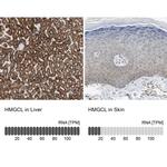 HMGCL Antibody