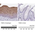 TGM3 Antibody