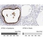 IFITM1 Antibody