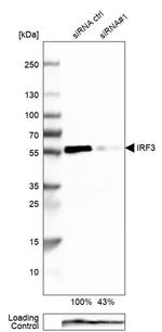 IRF3 Antibody