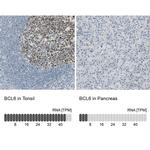 BCL6 Antibody