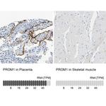 CD133 Antibody