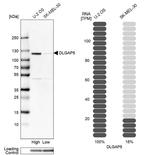 DLG7 Antibody