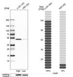 VASP Antibody