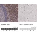 GRAP2 Antibody