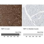 FBP1 Antibody