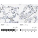 P-Selectin Antibody