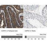 Mu-Calpain Antibody