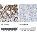 Carbonic Anhydrase I Antibody