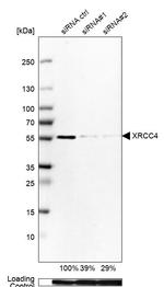 XRCC4 Antibody