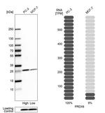 PRDX6 Antibody