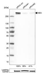 Nestin Antibody