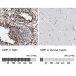 CD81 Antibody