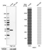 NQO1 Antibody