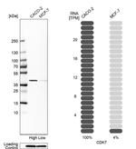 CDK7 Antibody