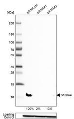 S100A4 Antibody