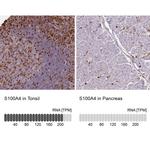 S100A4 Antibody