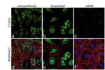 CDK12 Antibody in Immunocytochemistry (ICC/IF)