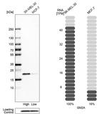 GM2A Antibody