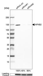 NFkB p52 Antibody