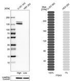 ITGA3 Antibody