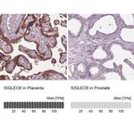 SIGLEC6 Antibody