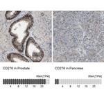 B7-H3 Antibody