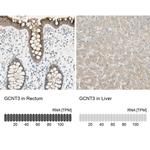 GCNT3 Antibody