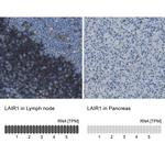 LAIR1 Antibody