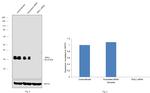 Monoacylglycerol Lipase Antibody in Western Blot (WB)