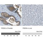 PDE9A Antibody