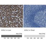 ACSL1 Antibody