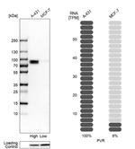 CD155 Antibody