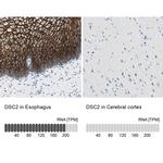 Desmocollin 2 Antibody