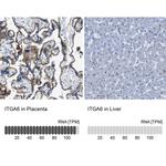 CD49f Antibody