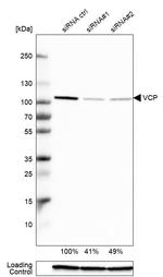 VCP Antibody