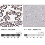 Nectin 2 Antibody