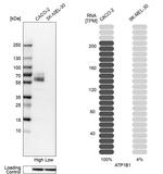 ATP1B1 Antibody