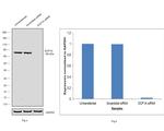 DCP1A Antibody in Western Blot (WB)