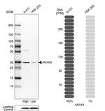 Annexin A3 Antibody